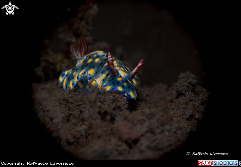 A Hypselodoris