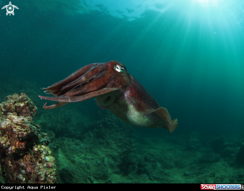 A Cuttlefish