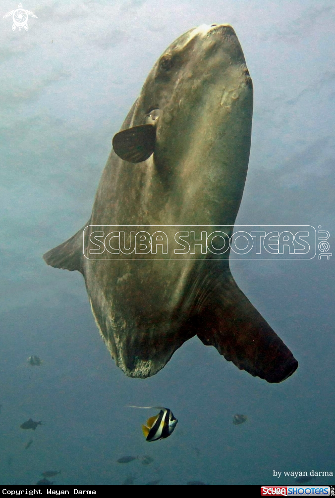 A Oceanic Sunfish 
