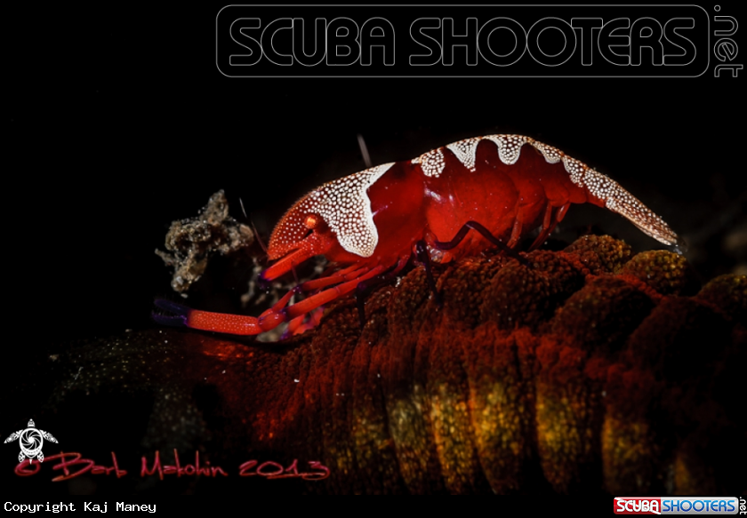 A Emperor Shrimp