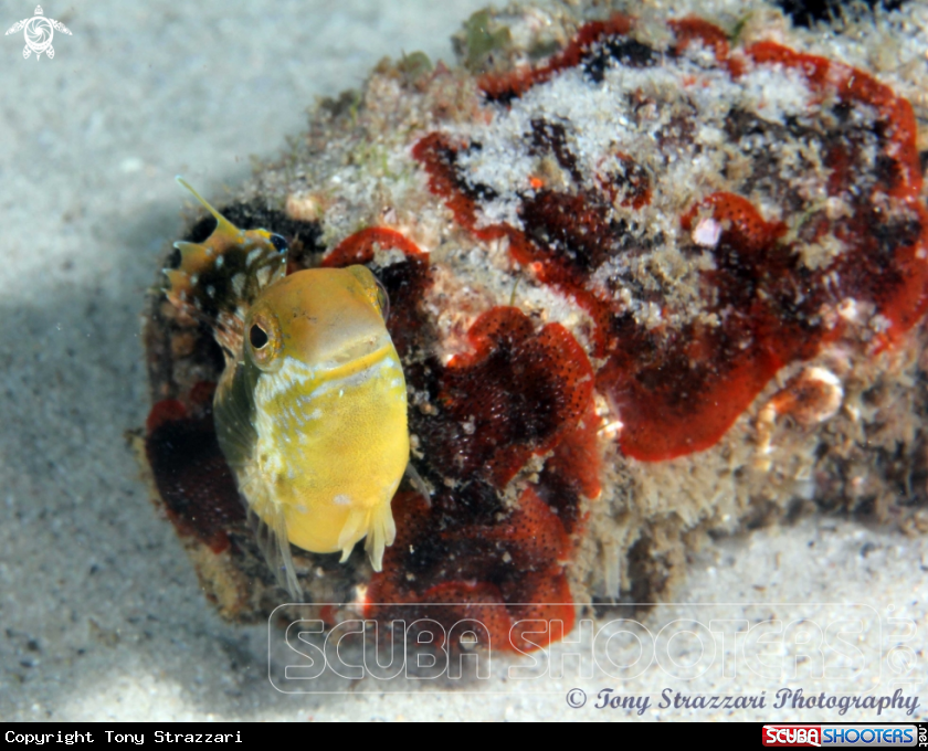 A Brown Sabretooth blenny