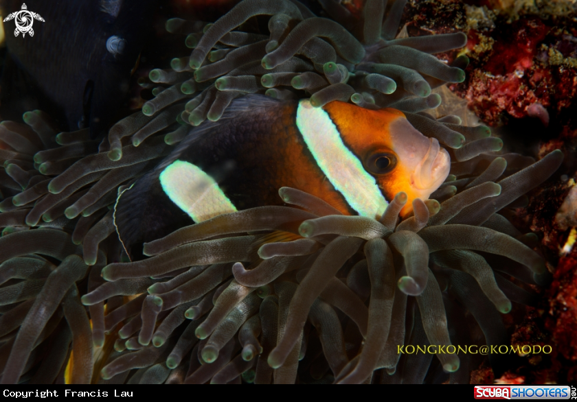 A Nemo