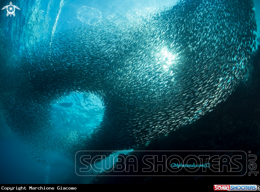 A Sardinas