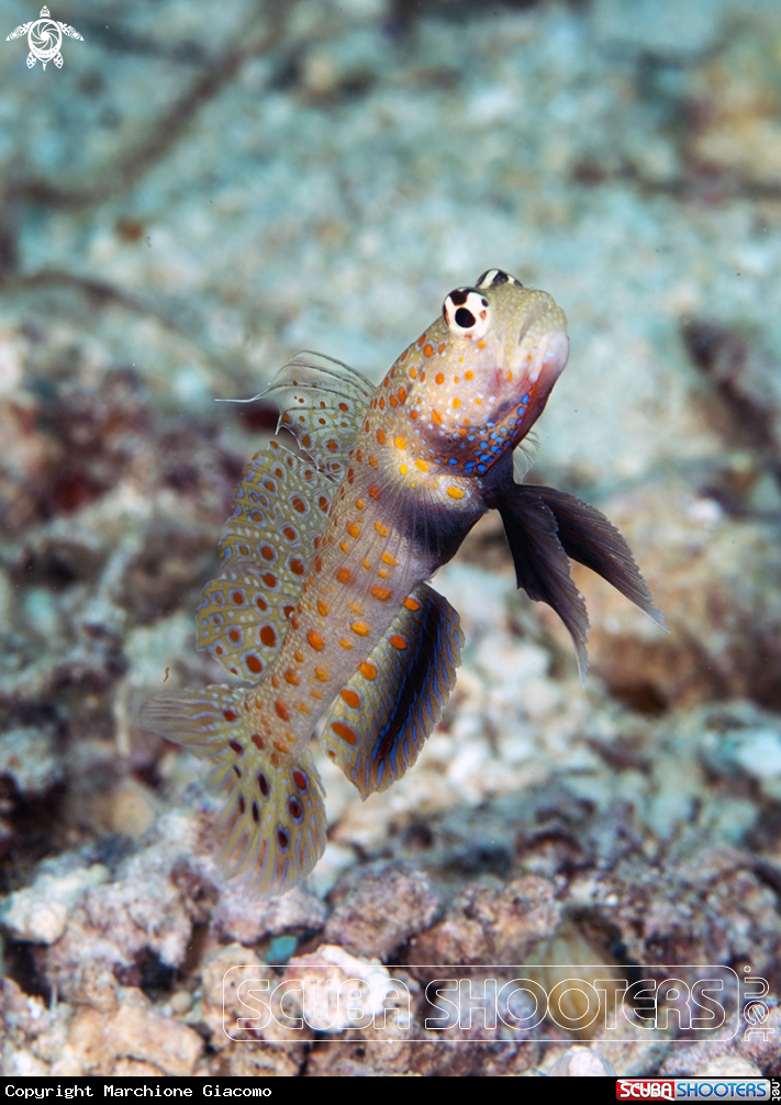 A Goby