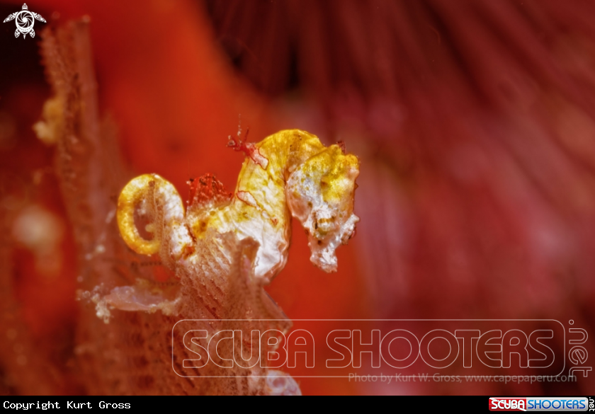 A Pygmy Seahorse