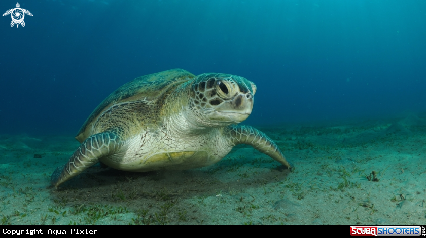 A Green Turtle