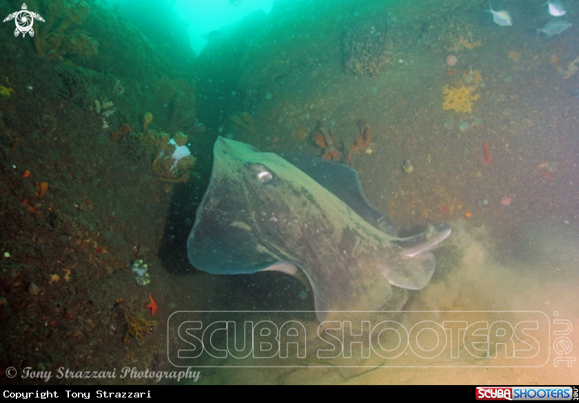 A Smooth bullray
