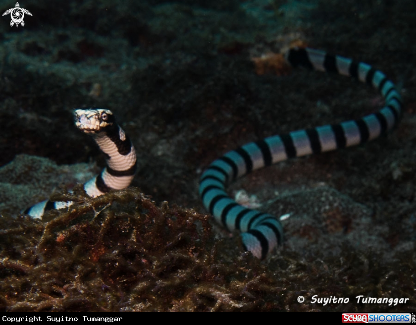 A Sea Krait