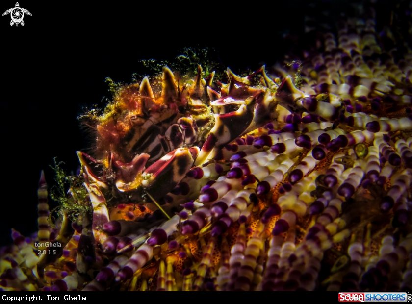 A Zebra crab