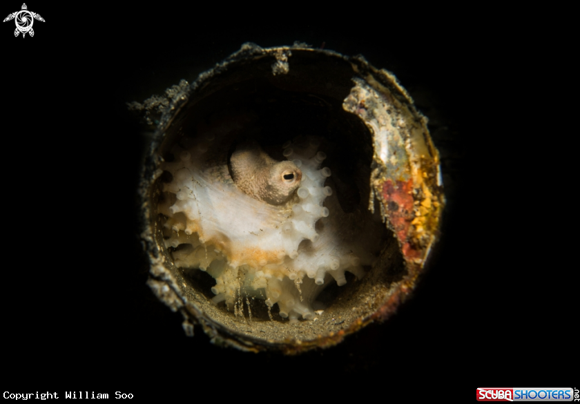 A Keeled Octopus