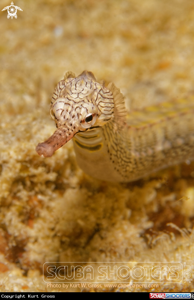 A Pipe Fish
