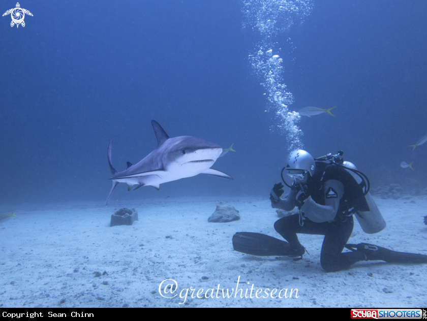 A Caribbean Reef Shark