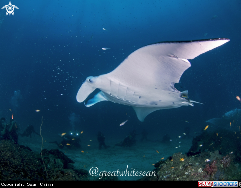 A Manta Ray and divers