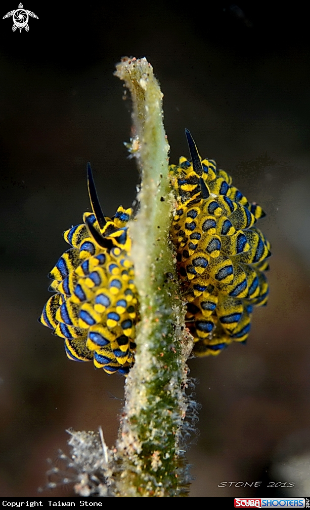 A Nudi
