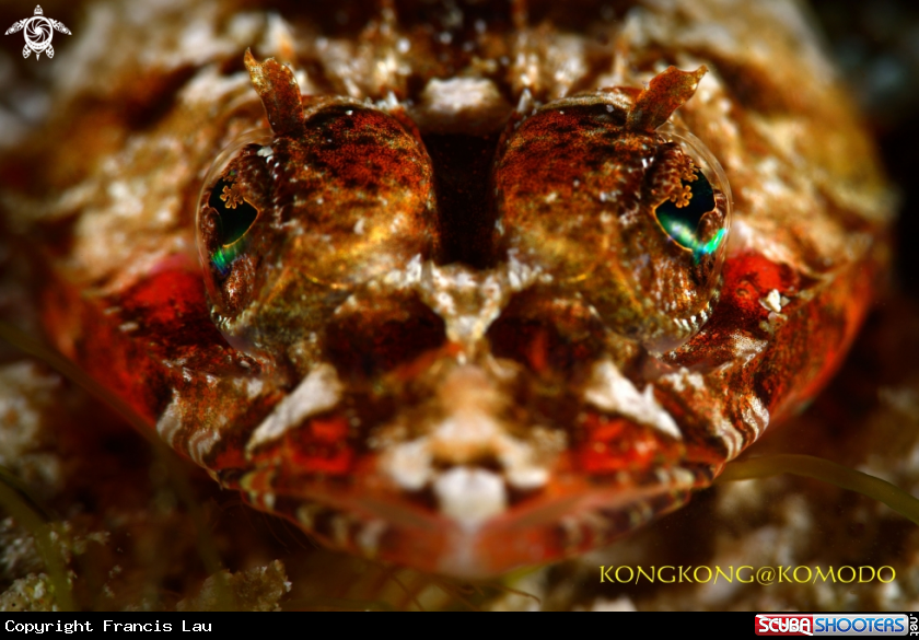 A Crocodile Fish