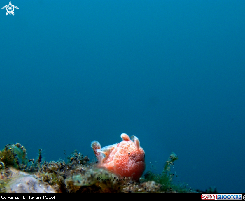 A Frogfish
