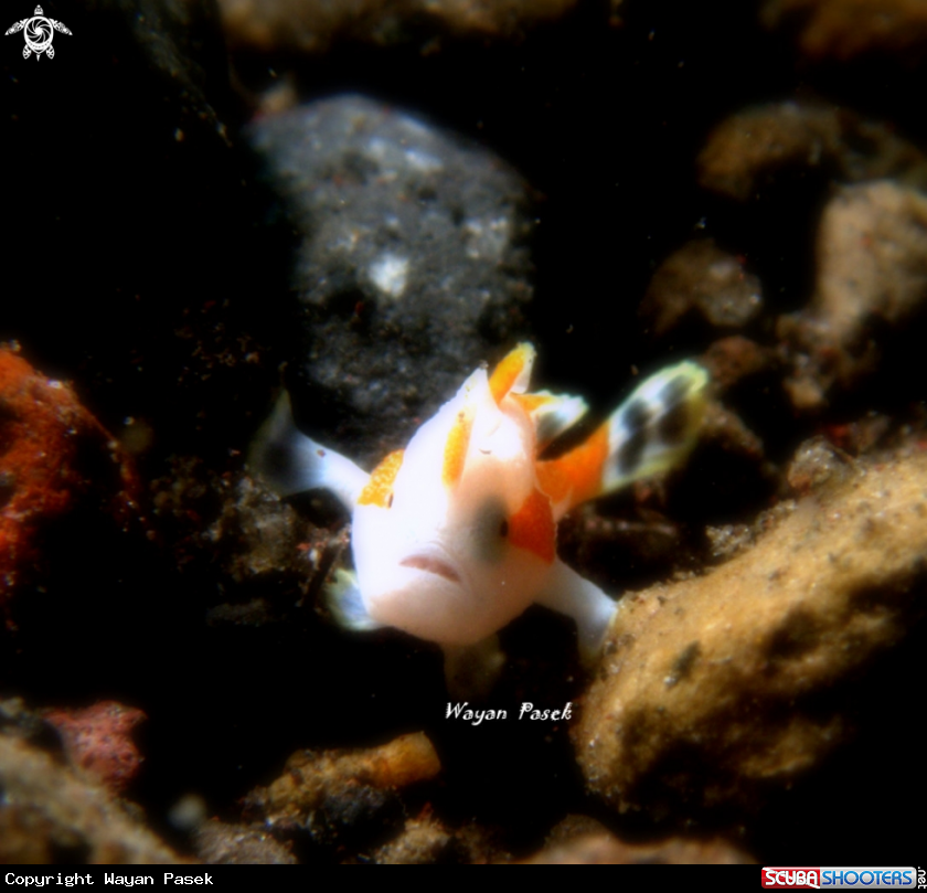 A Frogfish