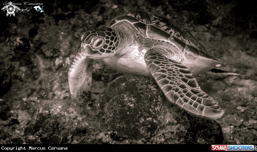 A Hawk's Bill Turtle