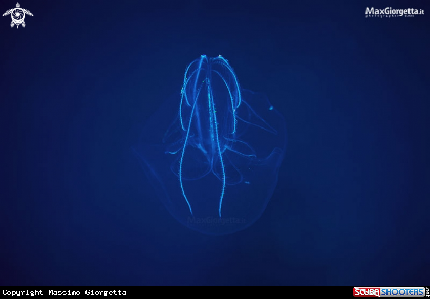 A jellyfish