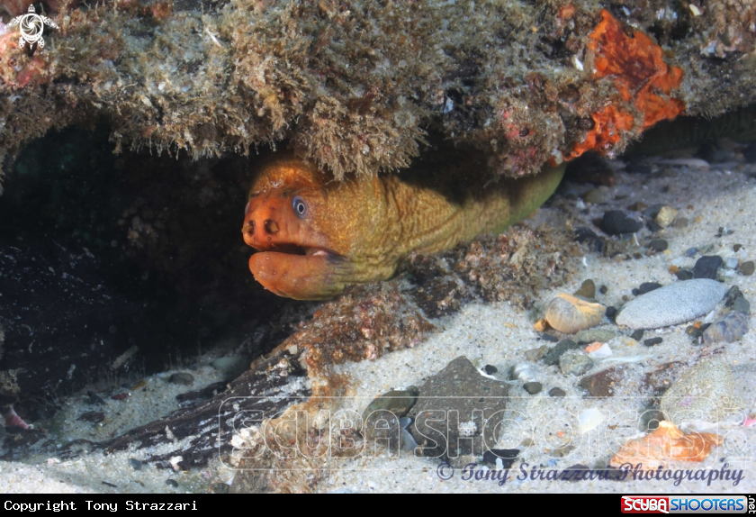 A Giant moray