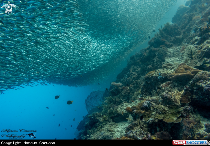 A Sardine Run
