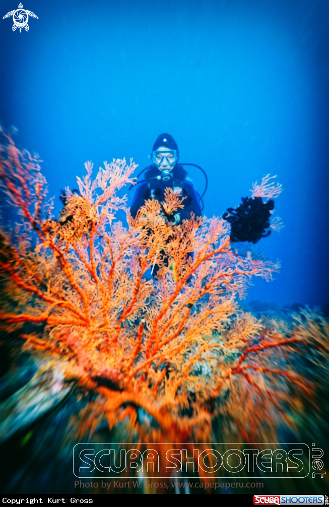 A Coral