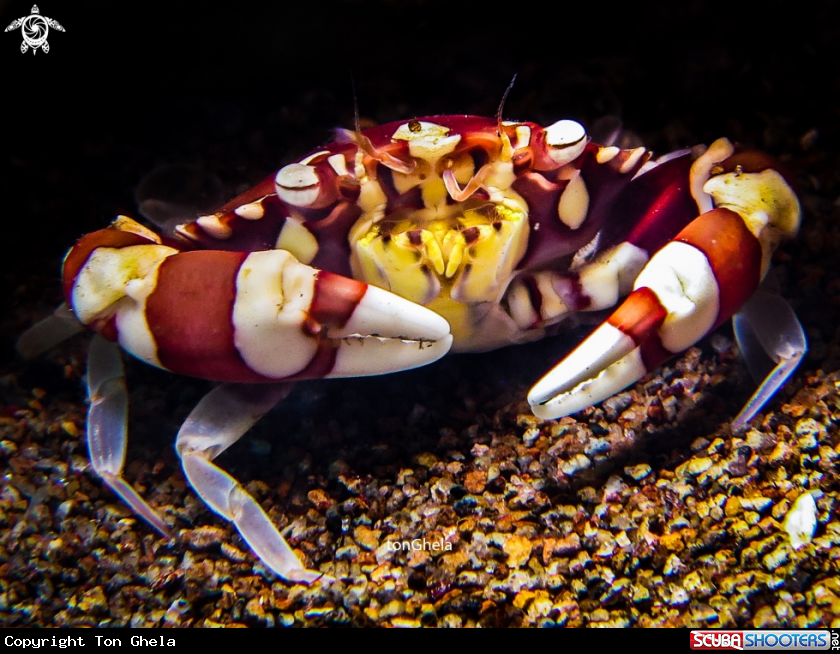 A Harlequin crab
