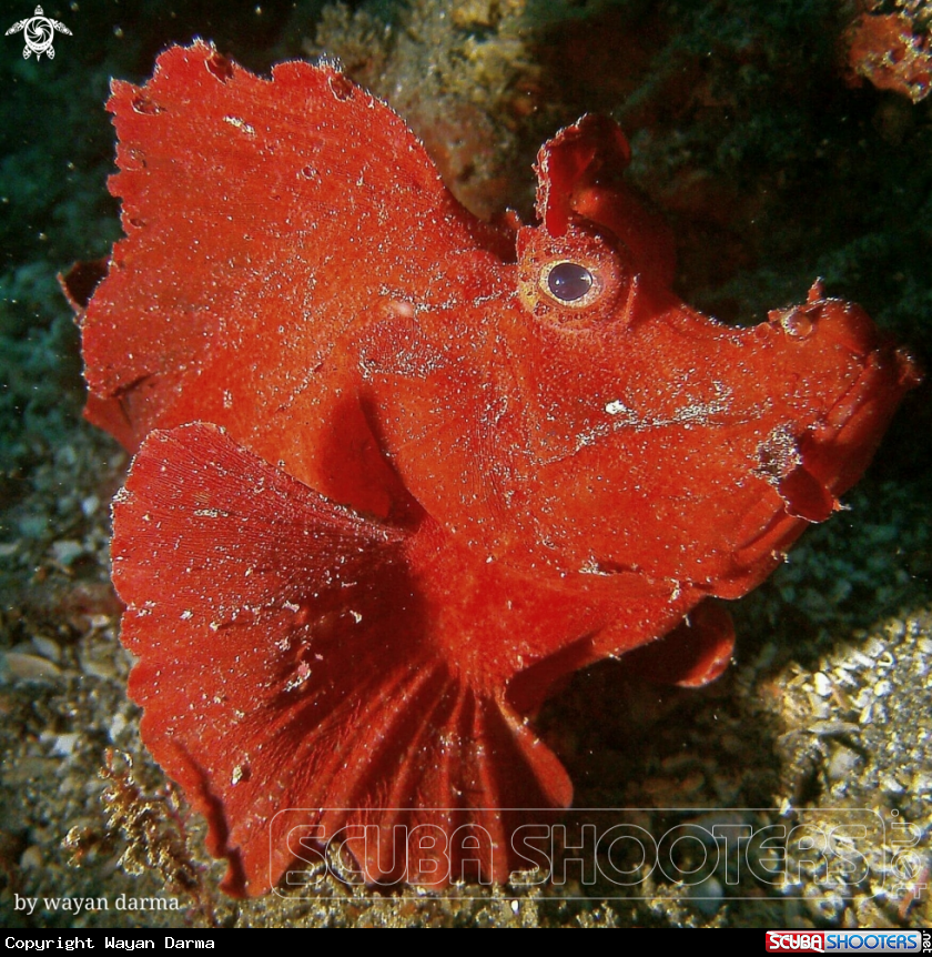 A rhinophias 