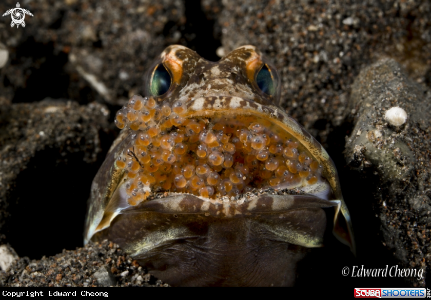 A jawfish