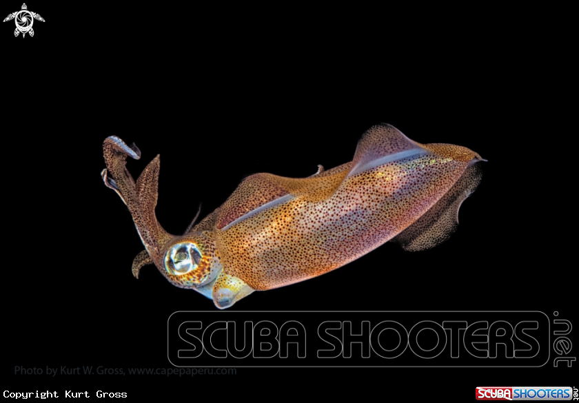 A Squid 