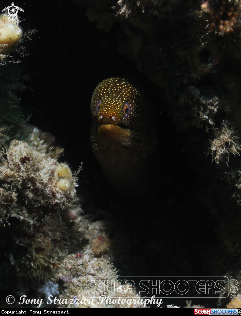 A Abbott's moray