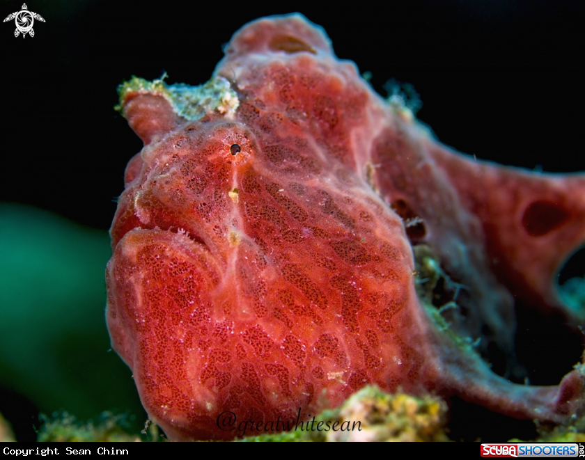 A Frogfish