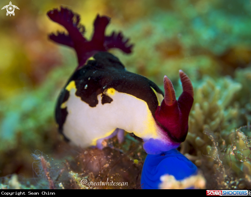 A Nudibranch
