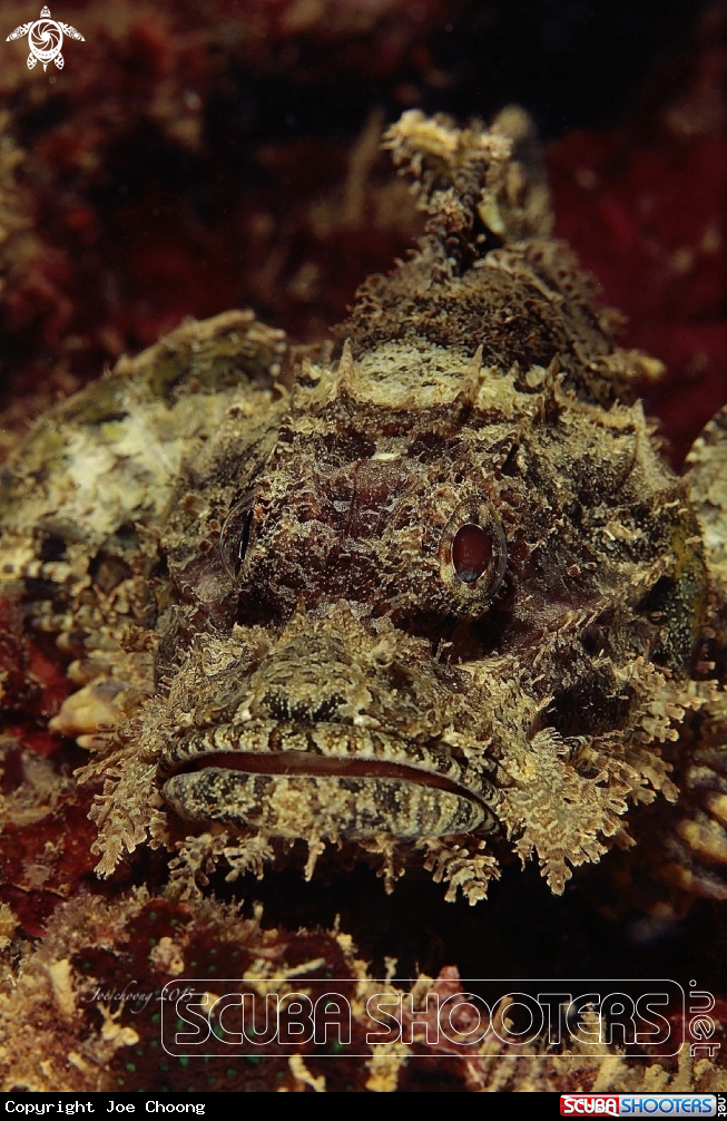 A Stone fish