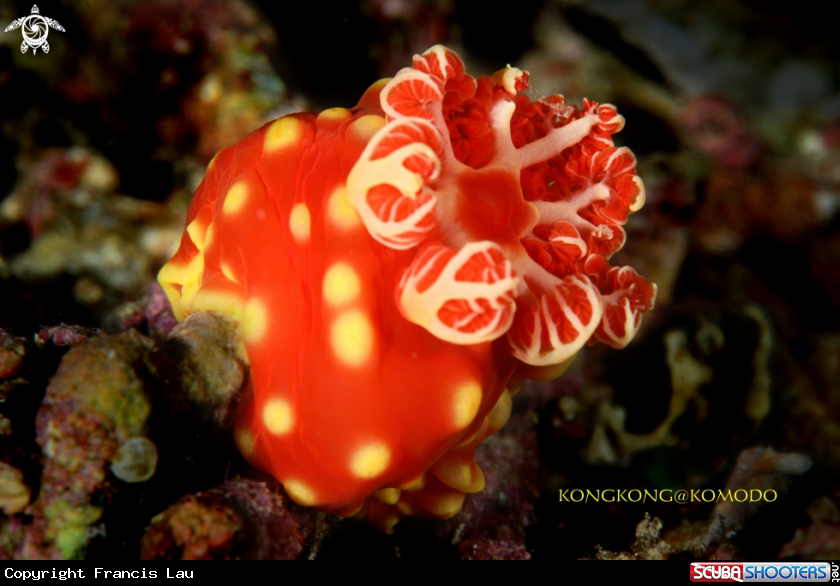 A Nudibranch