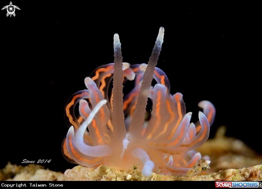 A Nudi