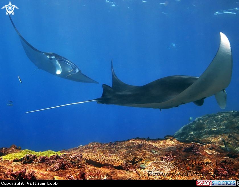 A Manta Ray