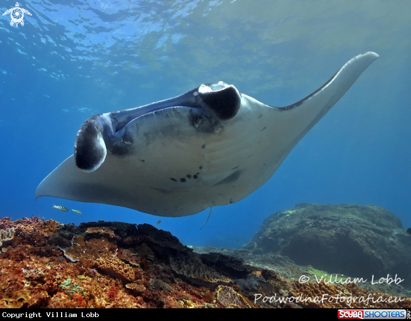 A Manta Ray