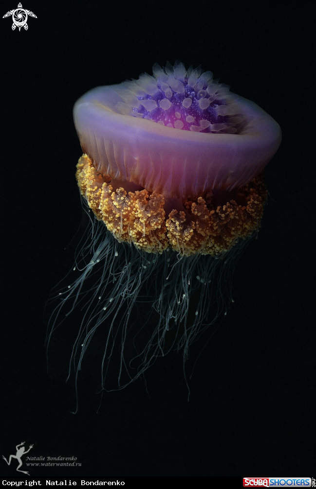 A Jely fish
