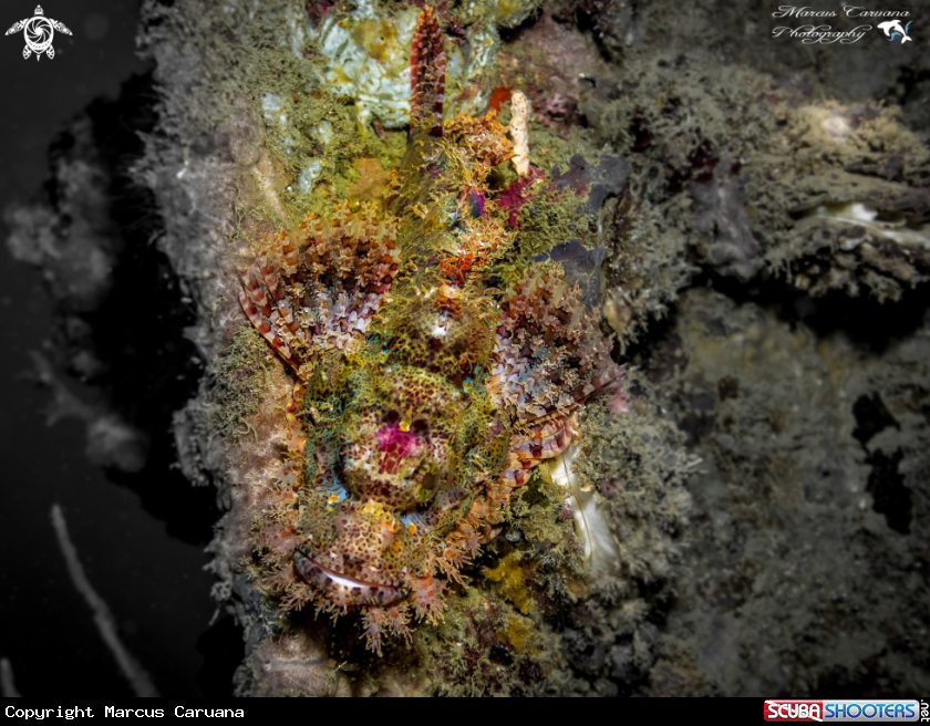 A Scorpion Fish