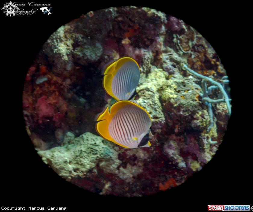 A Fish in Pairs