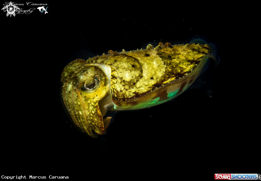 A Cuttle Fish