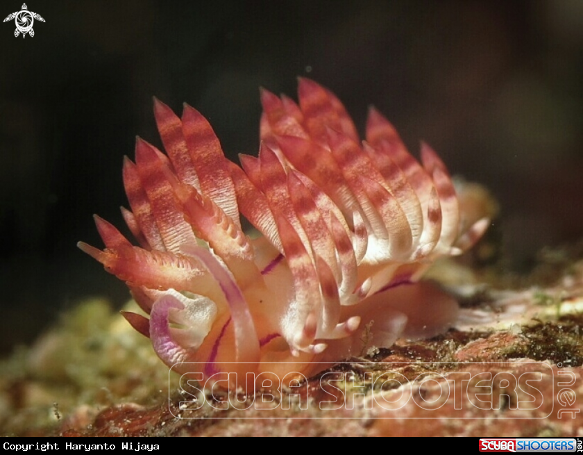 A Flabellina nudibranch