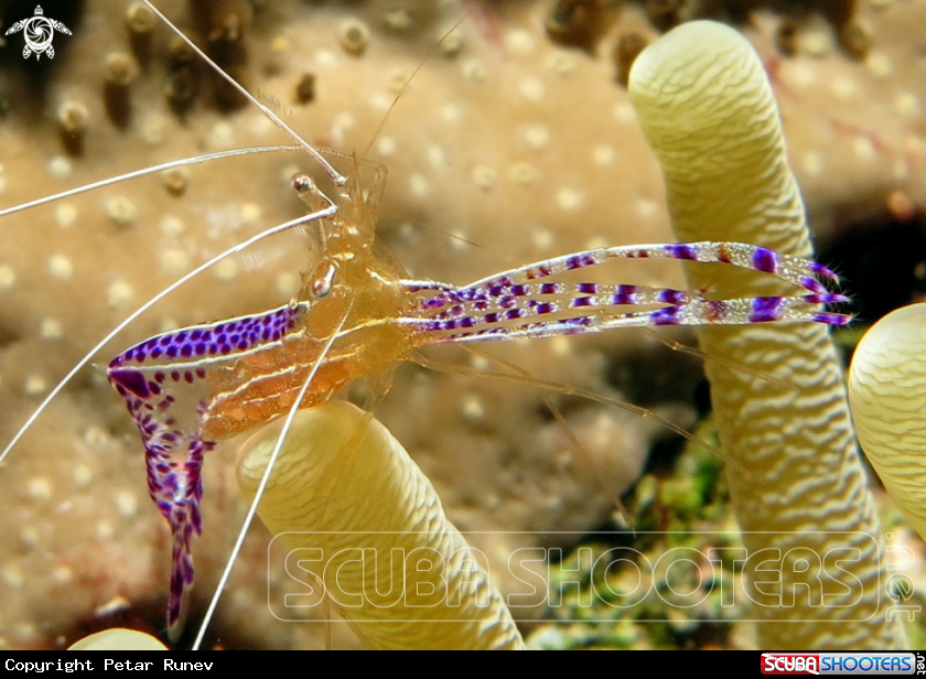 A Cleaner Shrimp