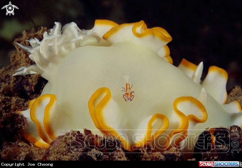A Nudi v emperor shrimp
