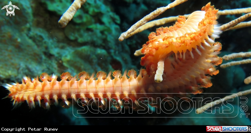 A Fireworm