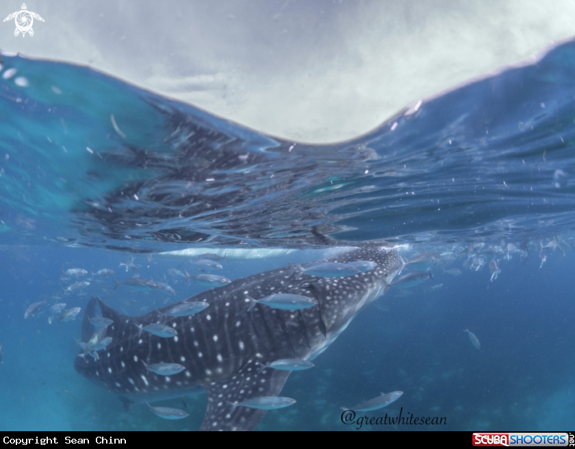 A Whale Shark