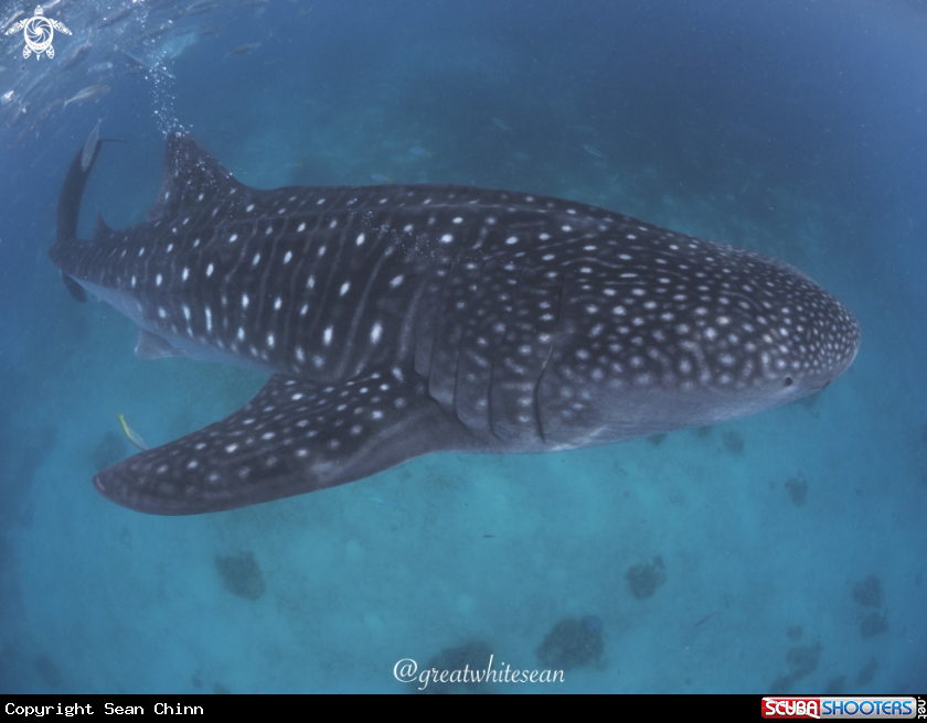 A Whale Shark