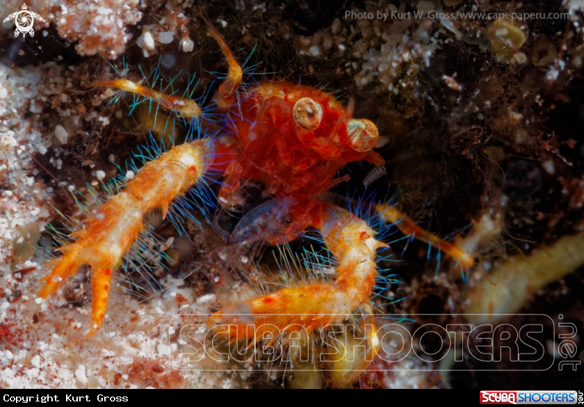 A Squad Lobster