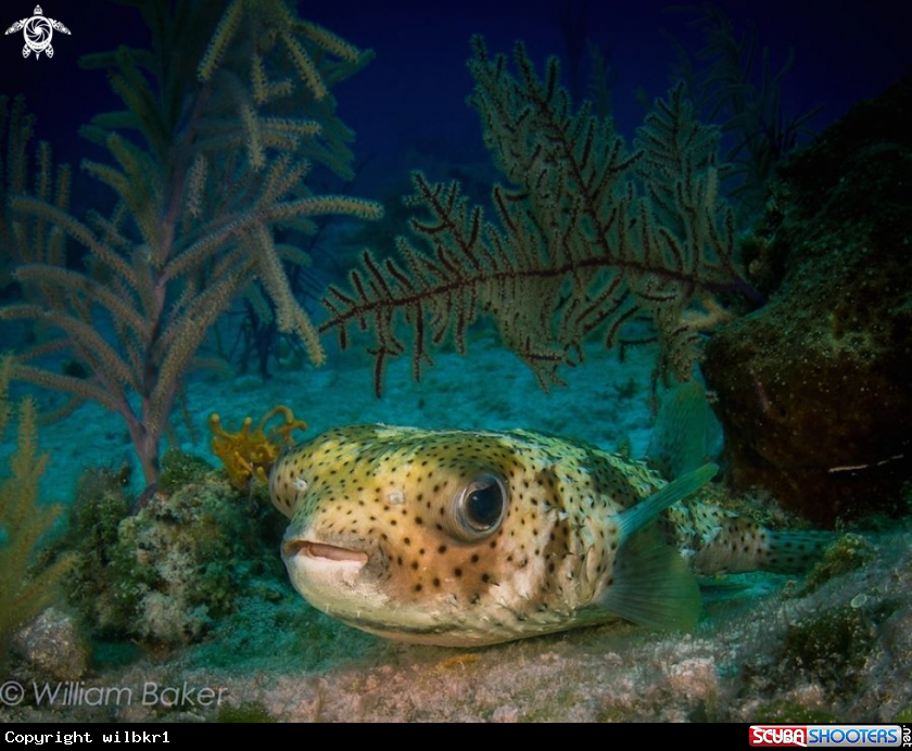A Puffer